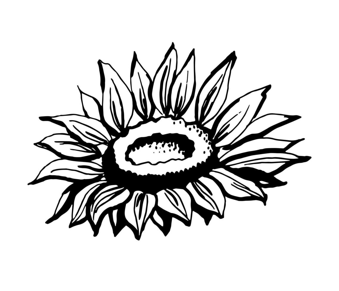 Sunflower. Black and white illustration. Vector clipart