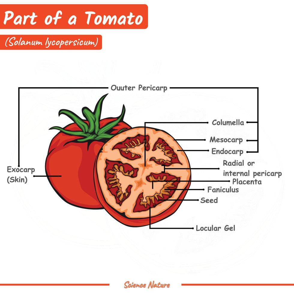 Partes De Un Tomate 18991863 Vector En Vecteezy Partes De Un Tomate 18991863 Vector En Vecteezy