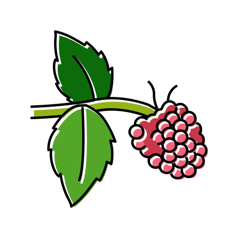 Ilustración de vector de icono de color de fruta de frambuesa dulce