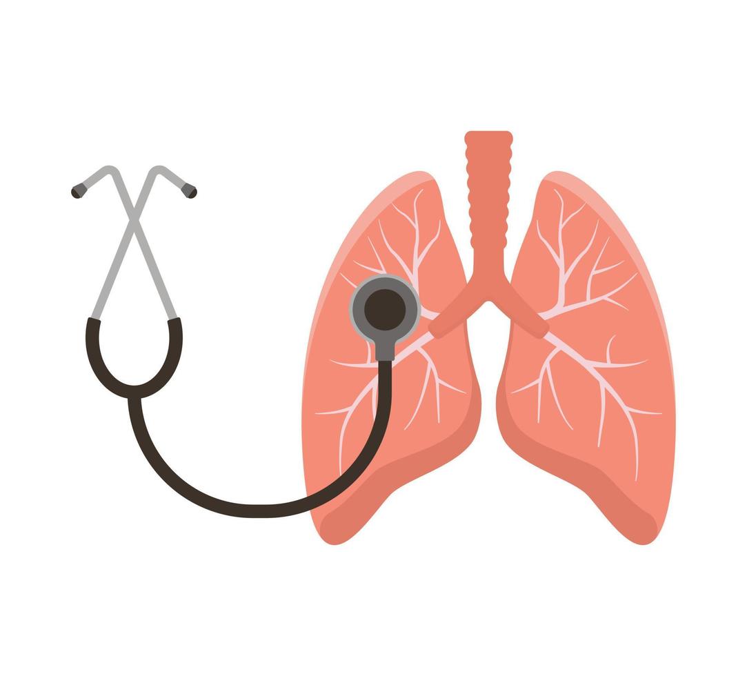 pulmones humanos y estetoscopio aislado sobre fondo blanco. vector