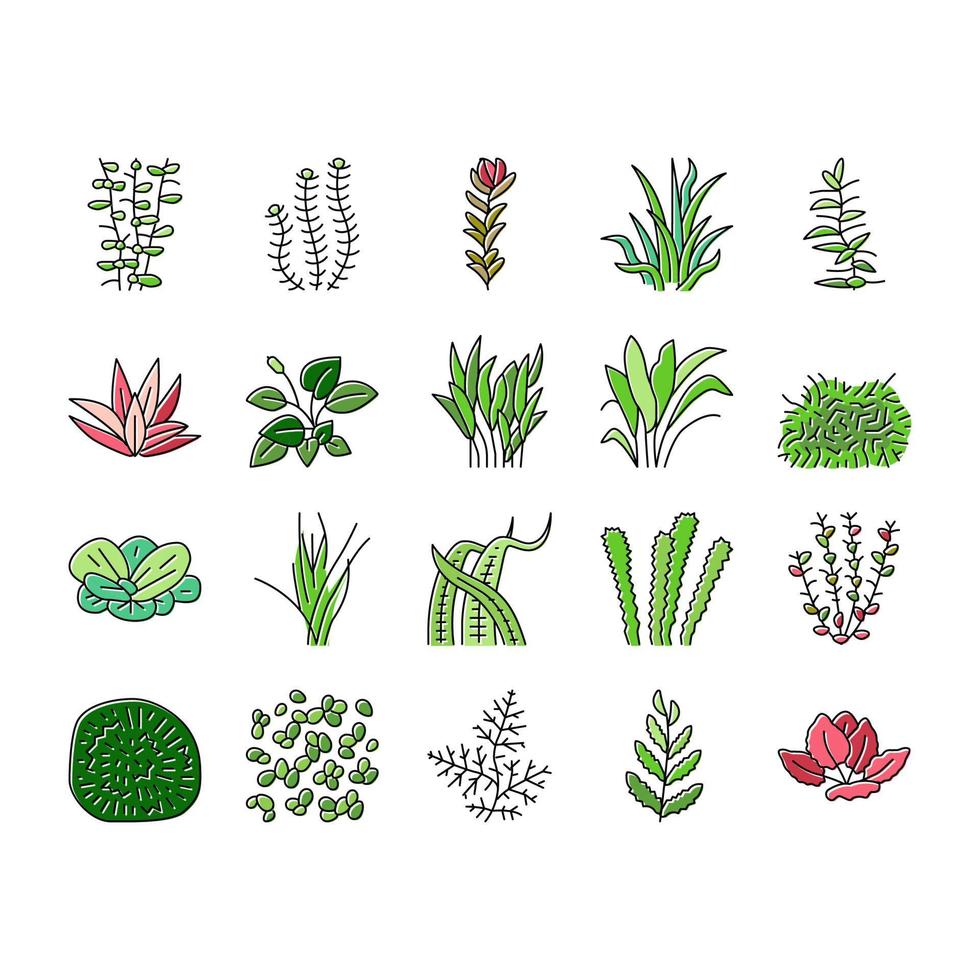 conjunto de iconos de plantas naturales de algas marinas acuáticas vector