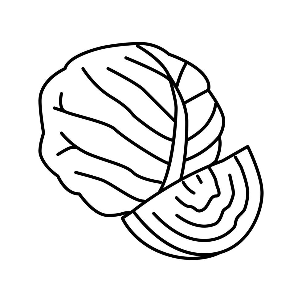 cabbage healthy vegetable line icon vector illustration