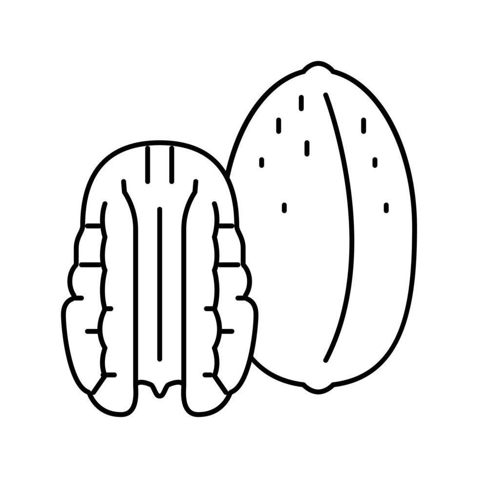 pecan nut line icon vector illustration