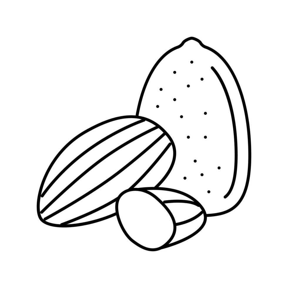 almond nut line icon vector illustration