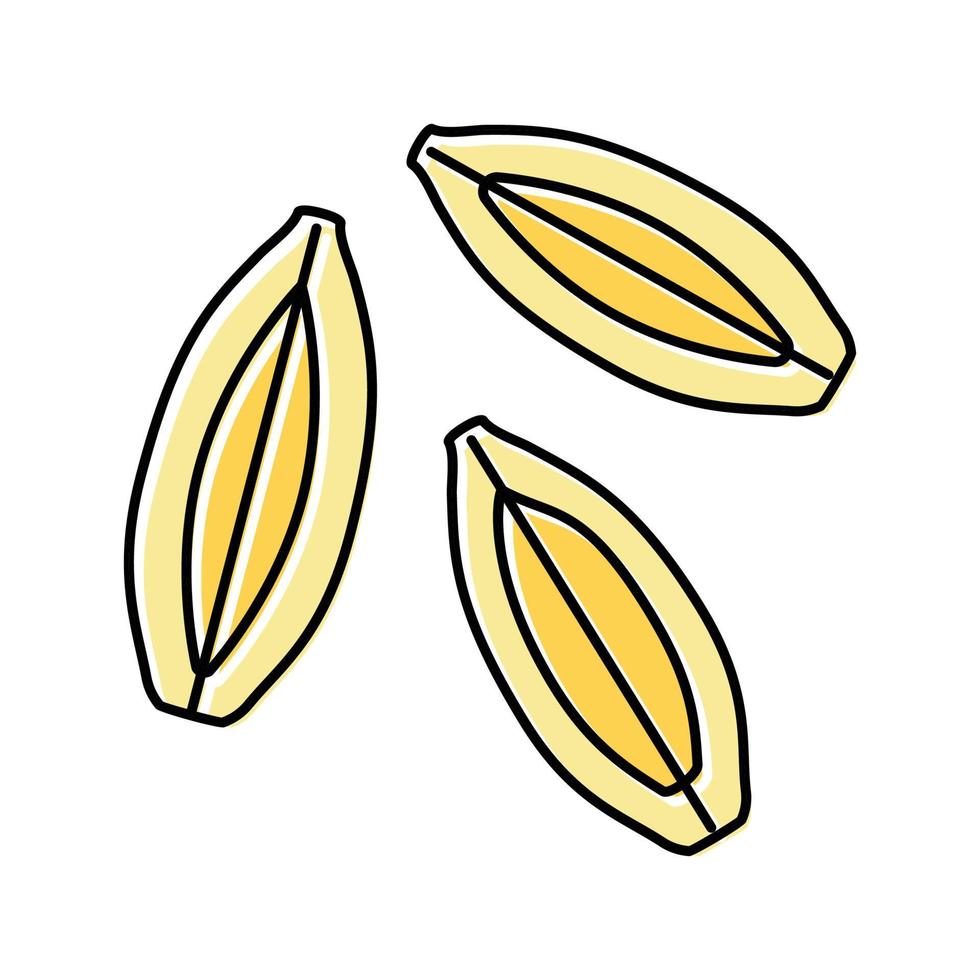 barley grain unpeeled color icon vector illustration