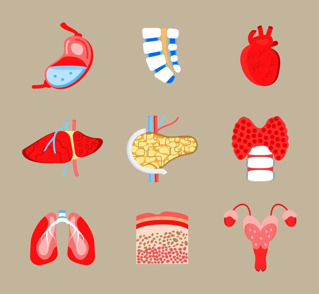 conjunto de iconos de órganos internos humanos vector. se muestra el cerebro espinal, el estómago y el corazón. hígado, pulmones, páncreas se dibujan en estilo plano. tiroides, piel, biopsia y útero para web médica, pancarta vector