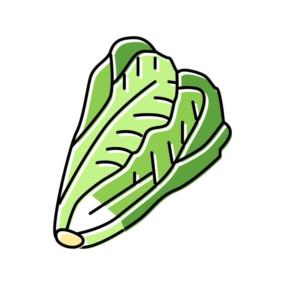 lettuce cabbage color icon vector illustration