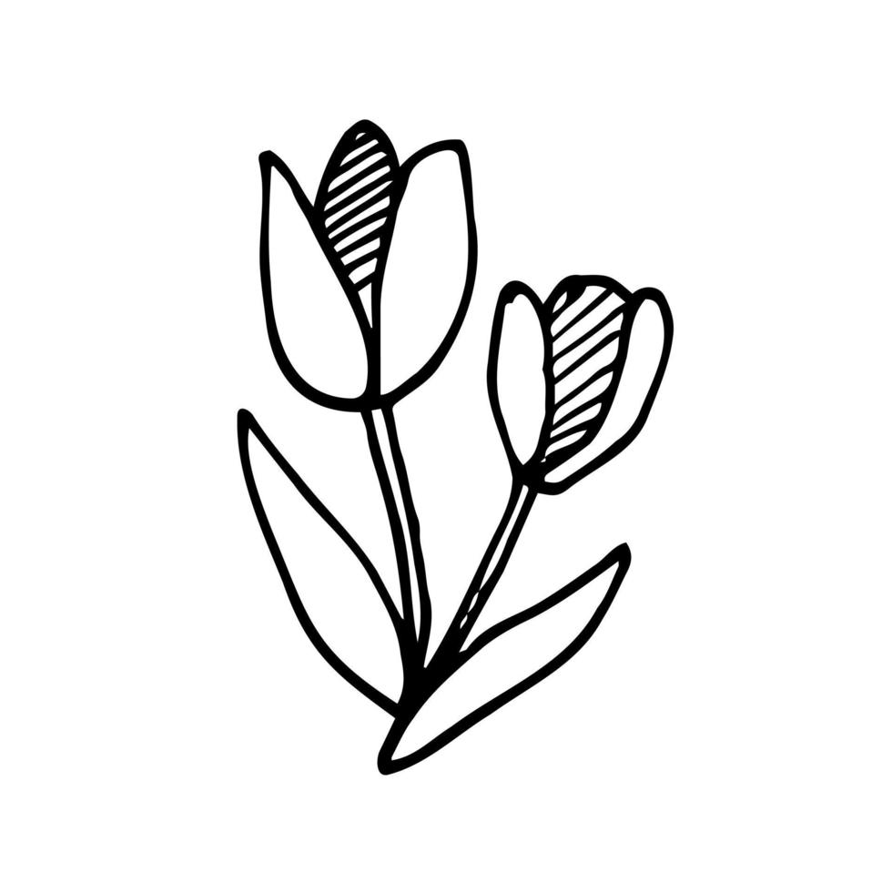 doodle sketch hand drawn cartoon tulip black outline on a white background. Vector illustration
