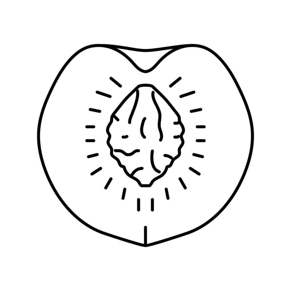 ilustración de vector de icono de línea de hueso de durazno cortado