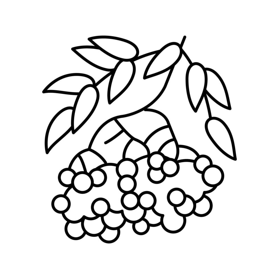 rowan berry line icon vector illustration