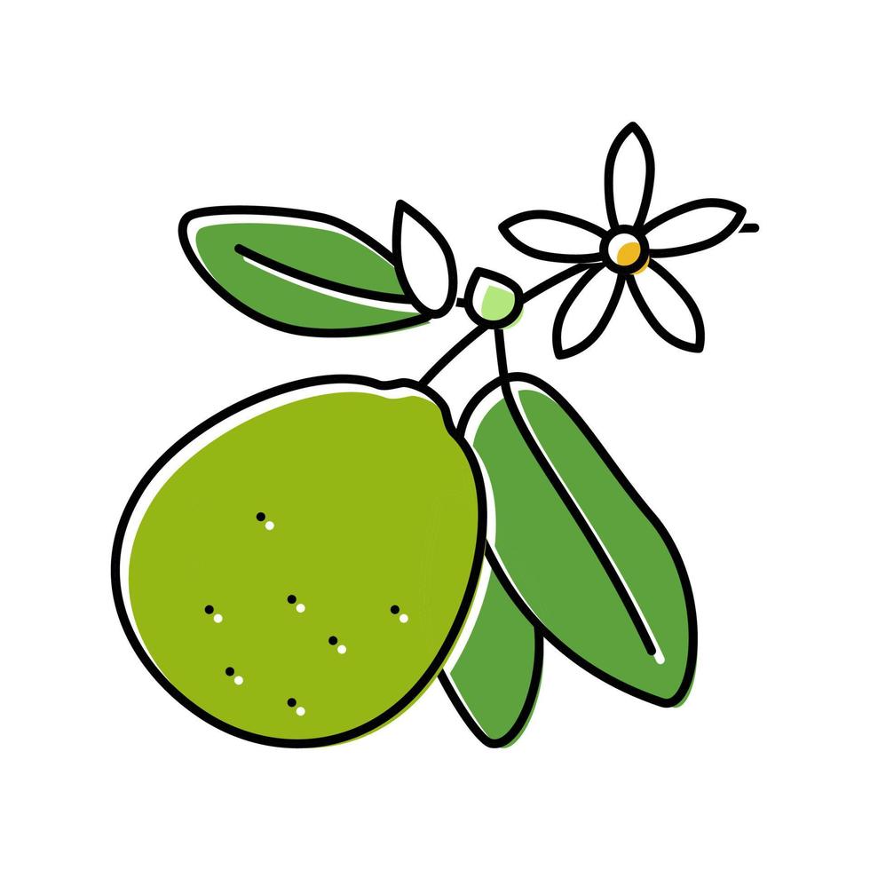 lime blossom color icon vector illustration