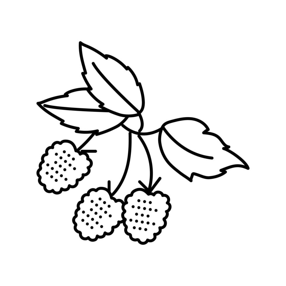 raspberry plant delicious line icon vector illustration