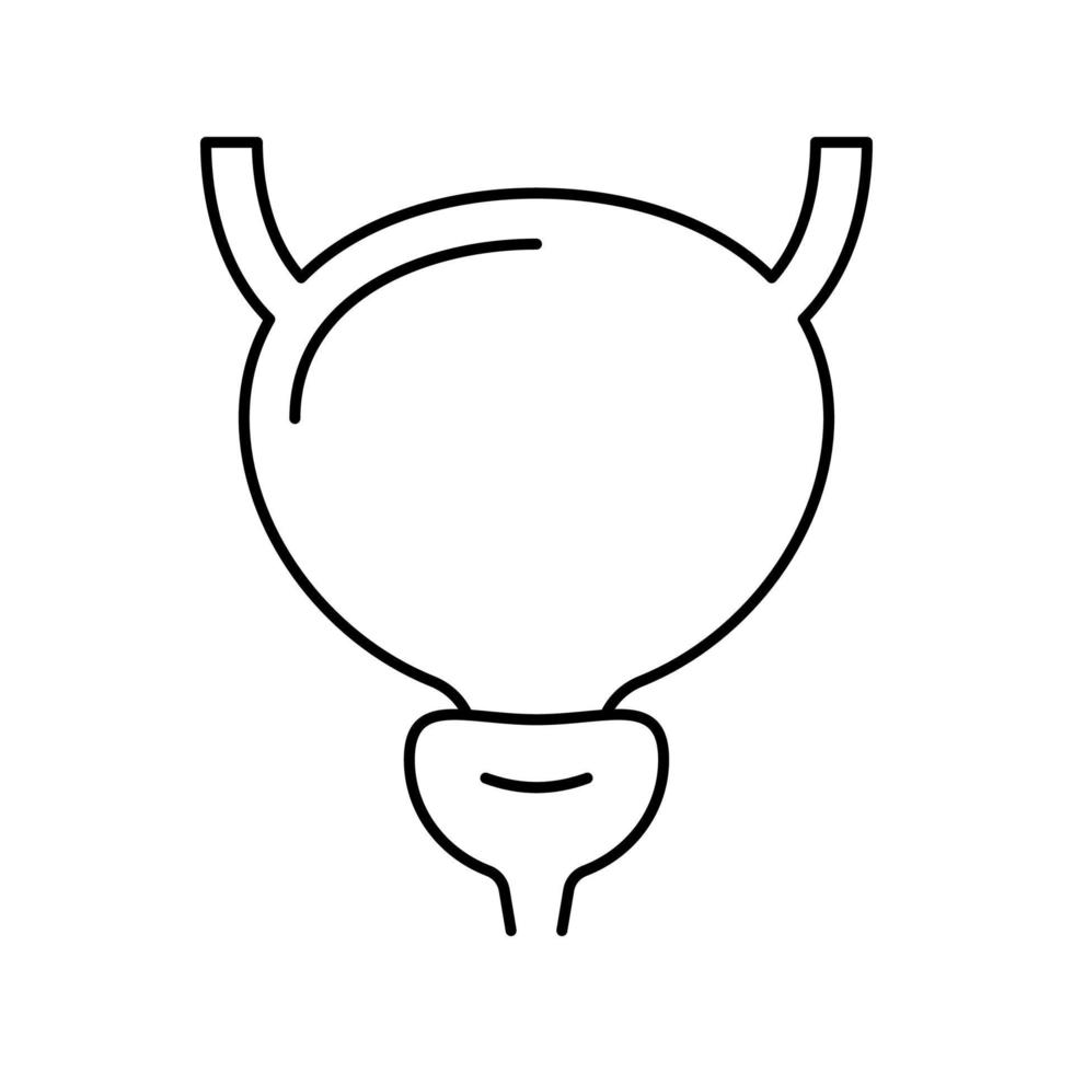 bladder human organ line icon vector illustration