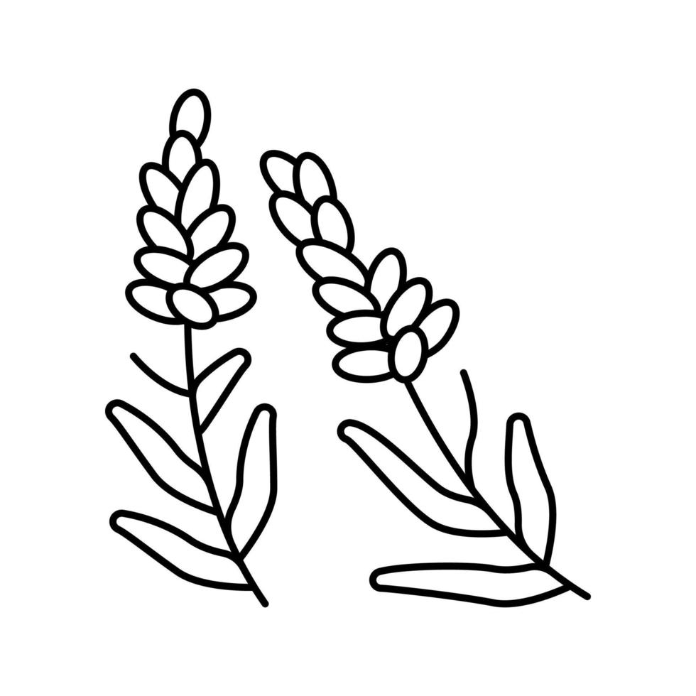 lavanda hierba línea icono vector ilustración