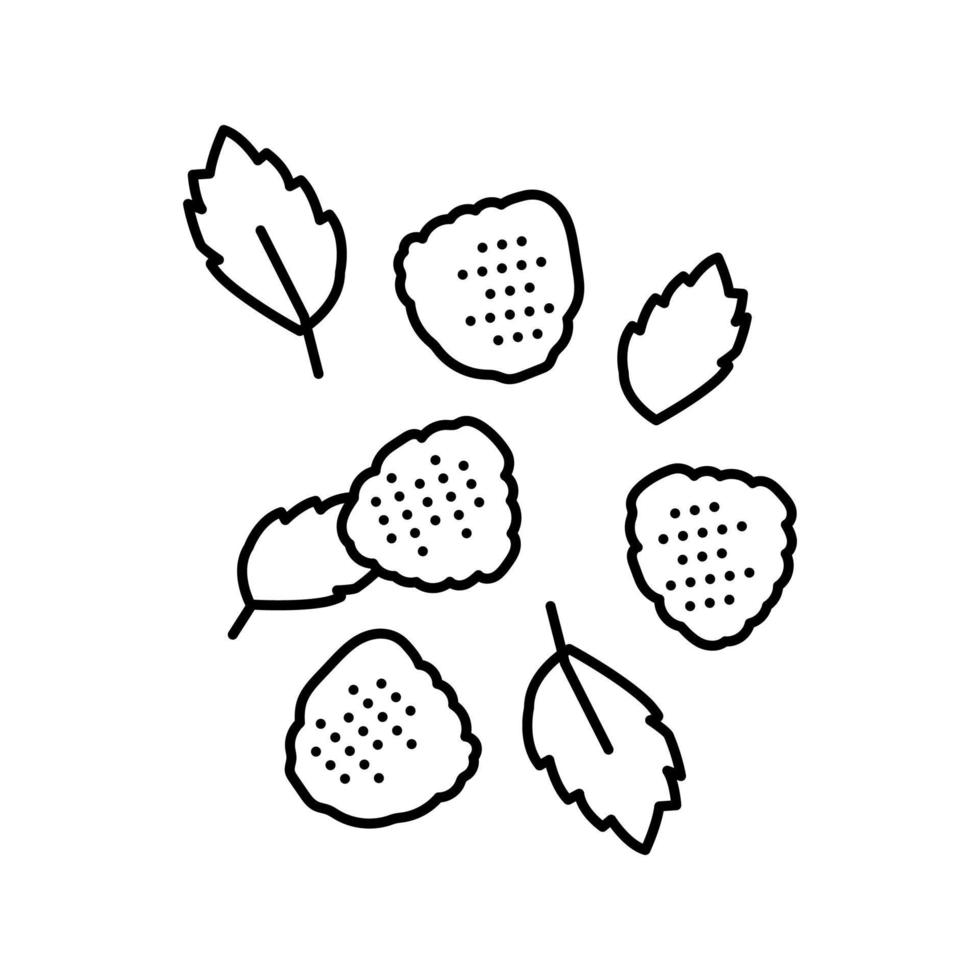 ripe raspberry berries line icon vector illustration