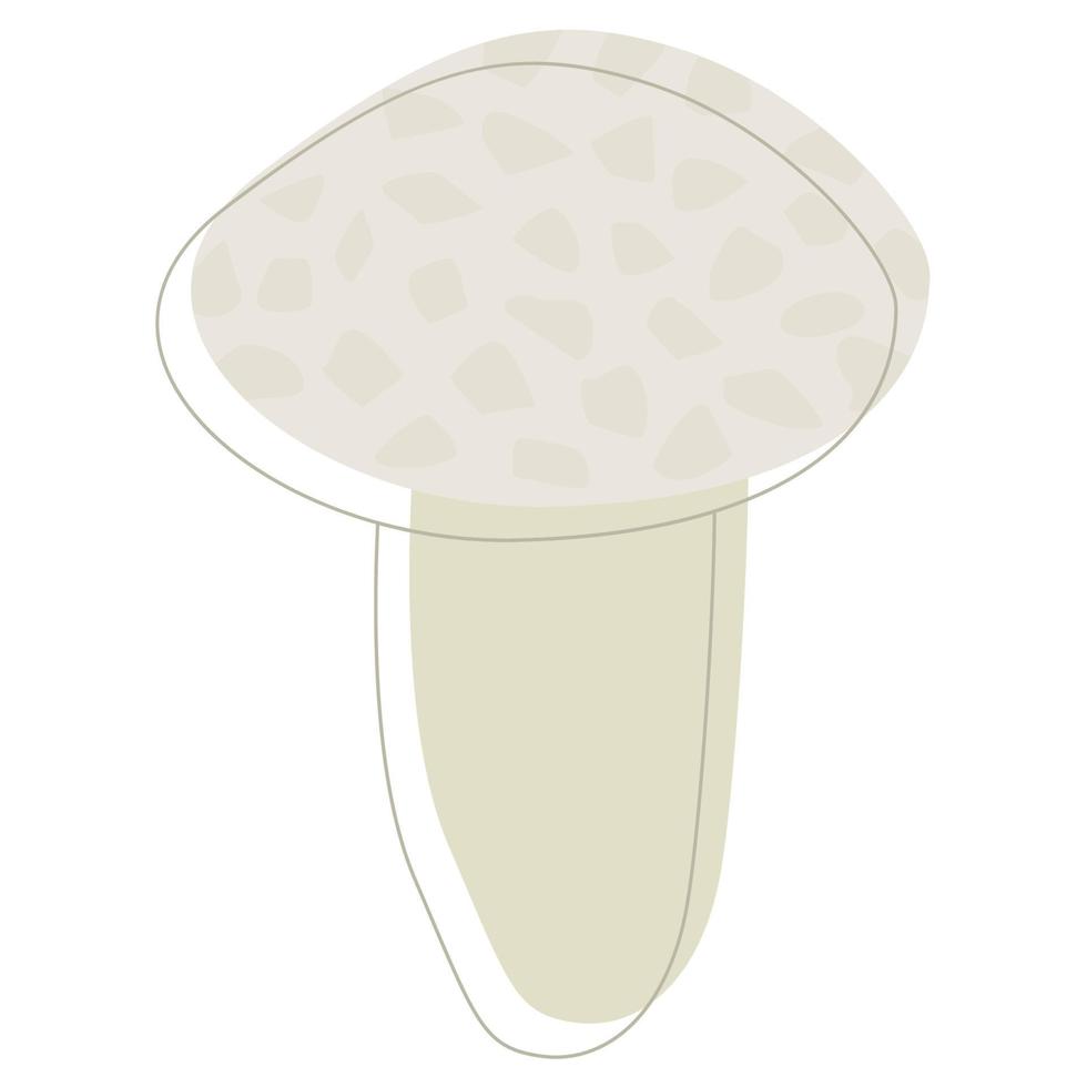 Puffball mushroom. Edible Organic mushrooms. Truffle. Forest wild mushrooms types. Colorful vector illustration isolated on white background.