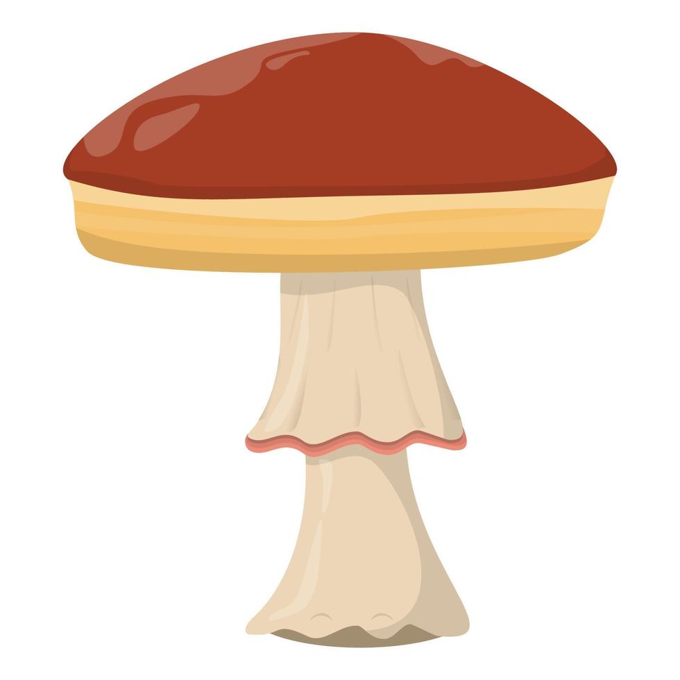 Amanita mushroom. Edible Organic mushrooms. Truffle brown cap. Forest wild mushrooms types. Colorful vector illustration isolated on white background.
