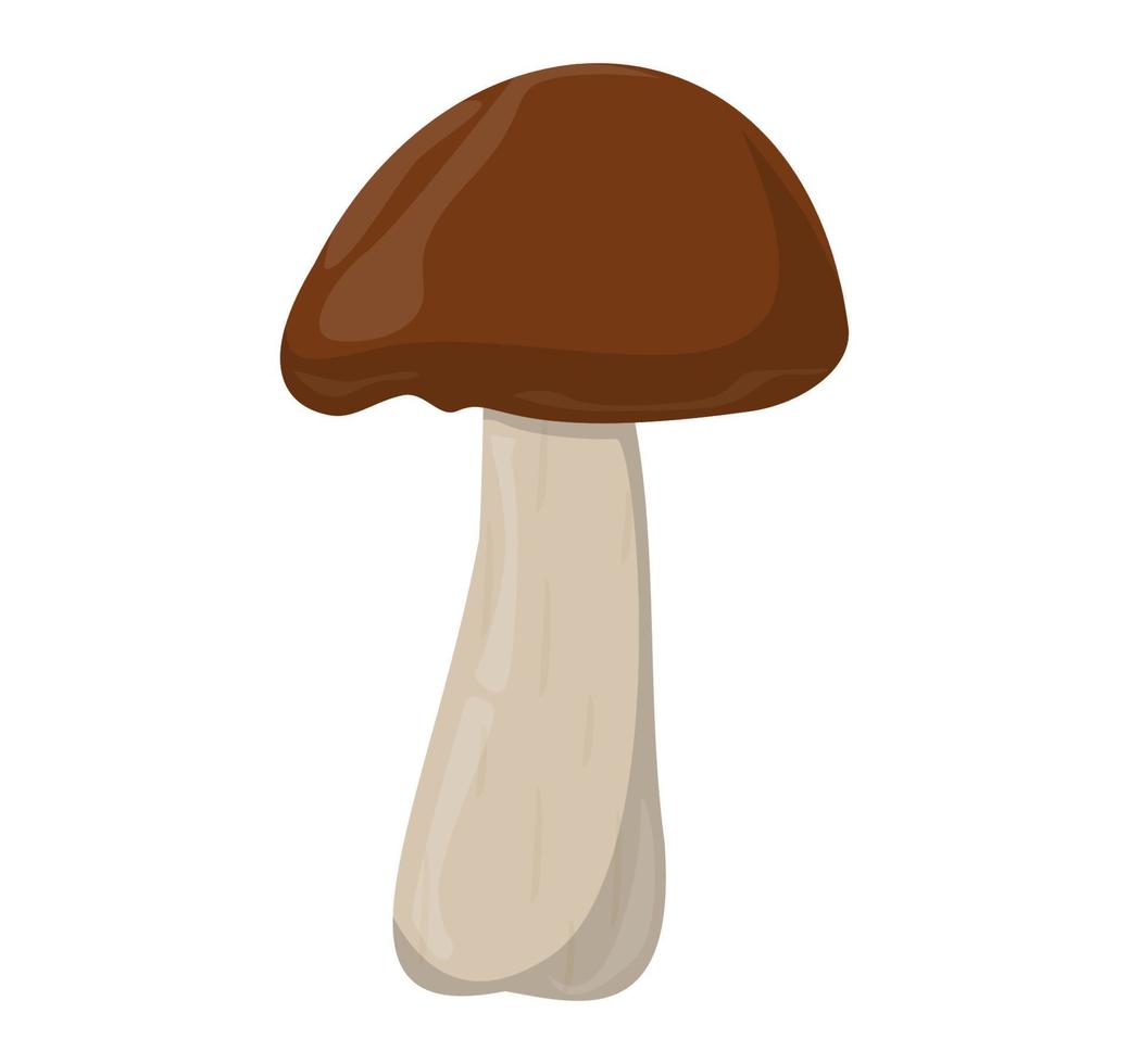 Shiitake mushroom. Edible Organic mushrooms. Truffle brown cap. Forest wild mushrooms types. Colorful vector illustration isolated on white background.