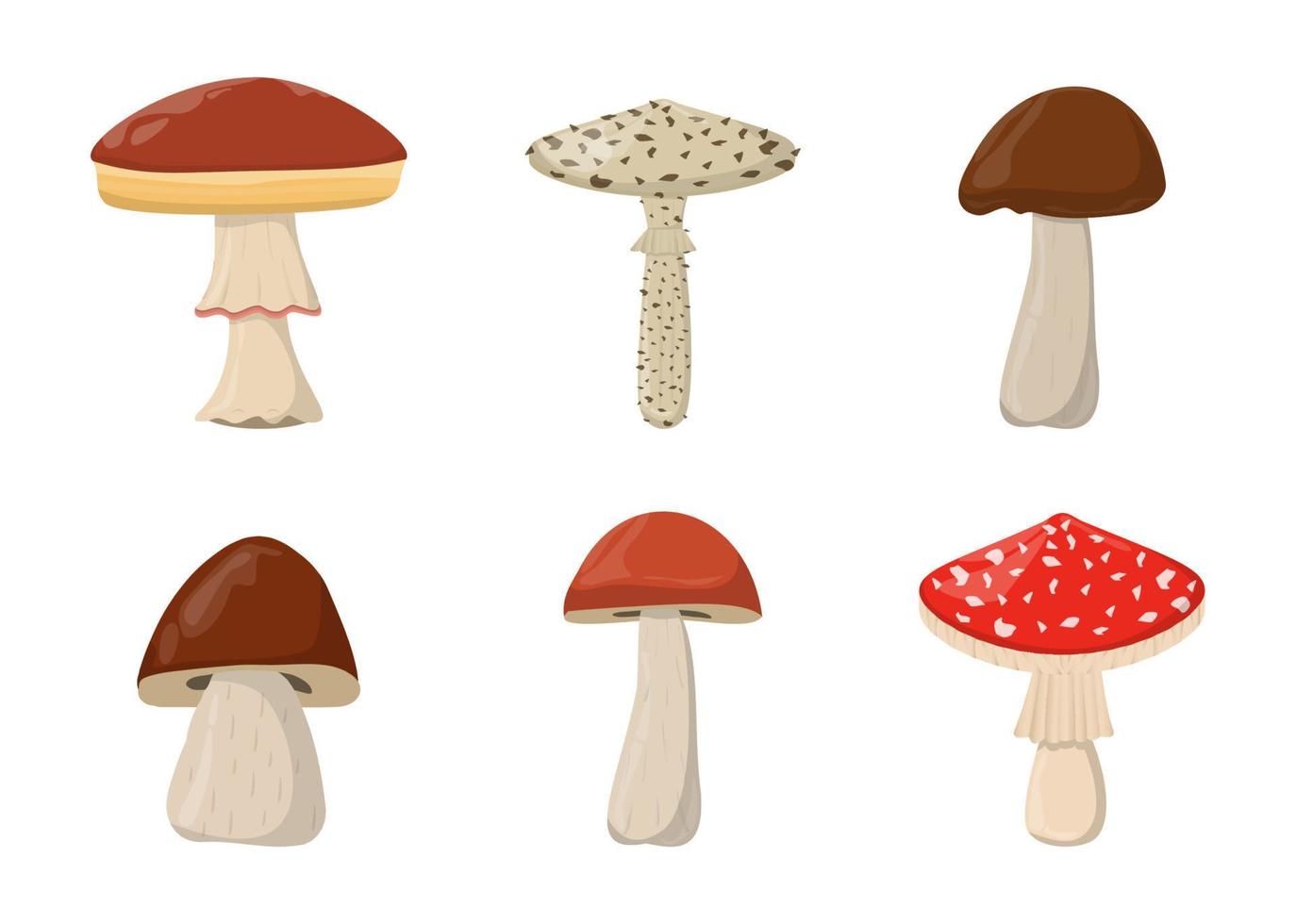 Amanita Toadstool Porcini Suillus Shiitake mushroom. Edible Organic mushrooms. Truffle brown cap. Forest wild mushrooms types. Colorful vector illustration isolated on white background.