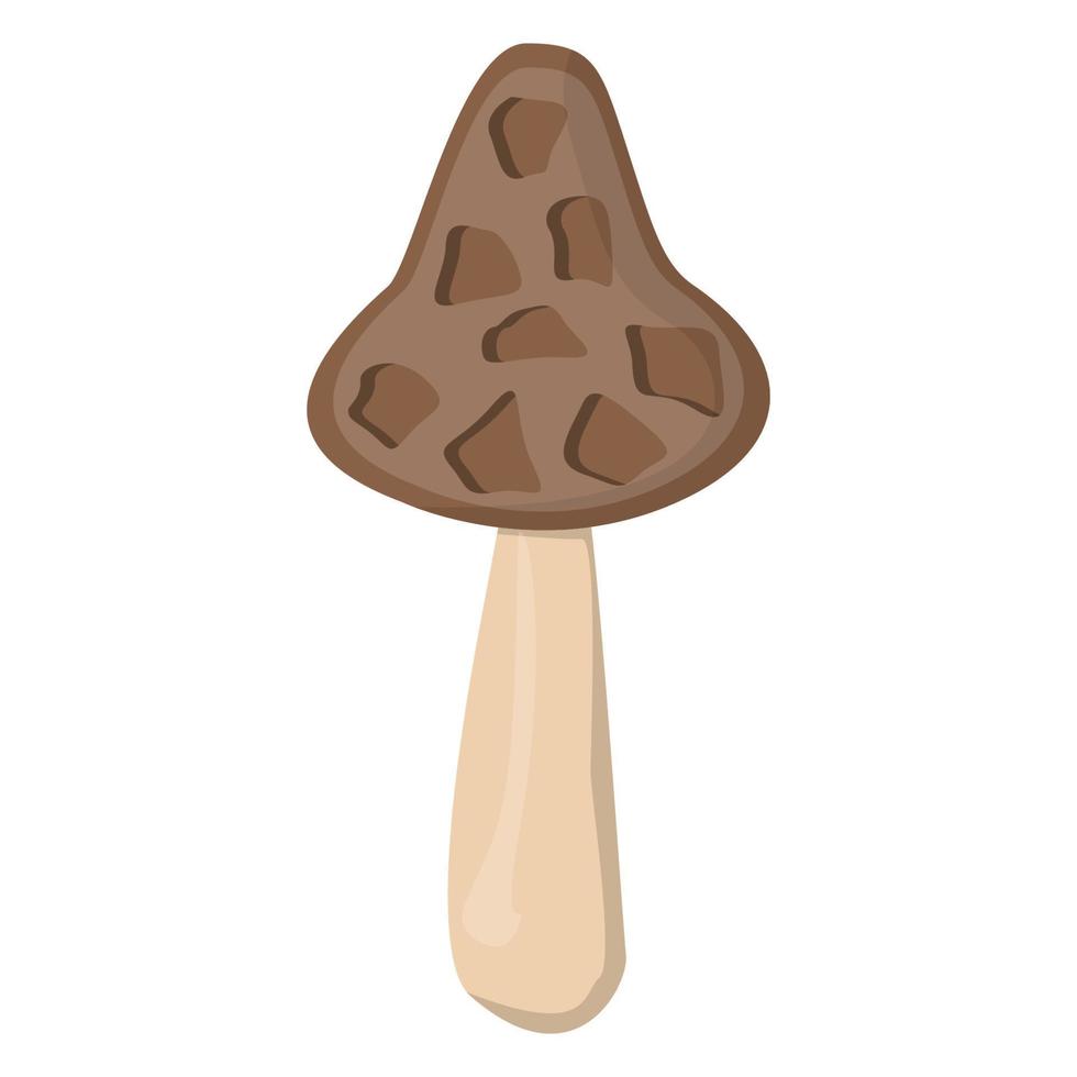 Morel mushroom. Edible Organic mushrooms. Truffle. Forest wild mushrooms types. Colorful vector illustration isolated on white background.