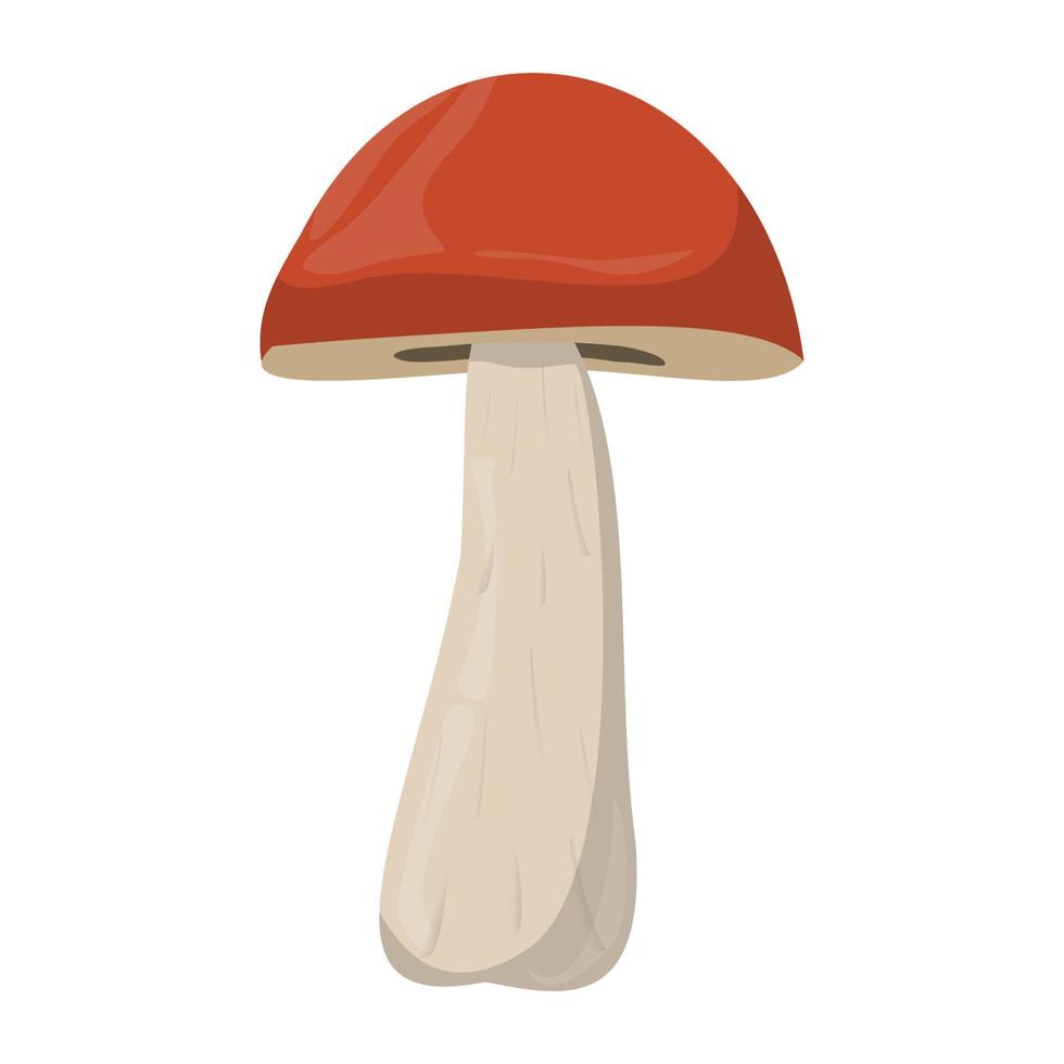 Suillus mushroom. Edible Organic mushrooms. Truffle brown cap. Forest wild mushrooms types. Colorful vector illustration isolated on white background.