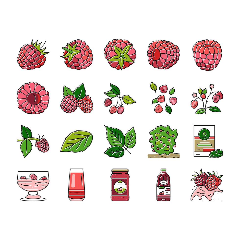 raspberry fruit berry red food icons set vector