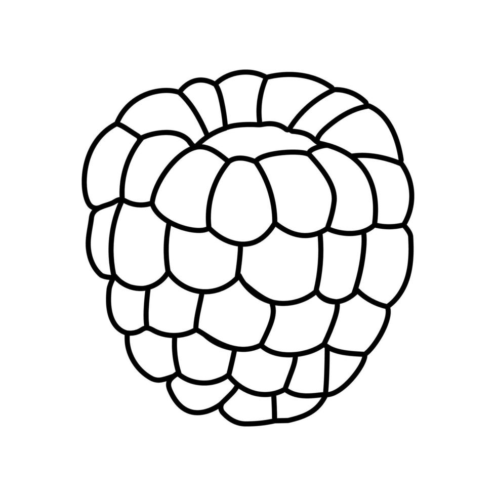red raspberry ripe fruit line icon vector illustration