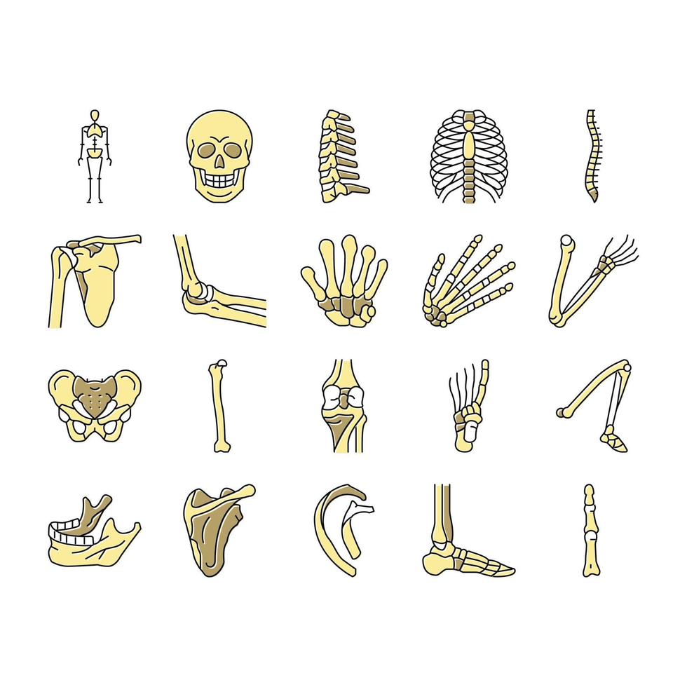 Bone Human Skeleton Structure Icons Set Vector