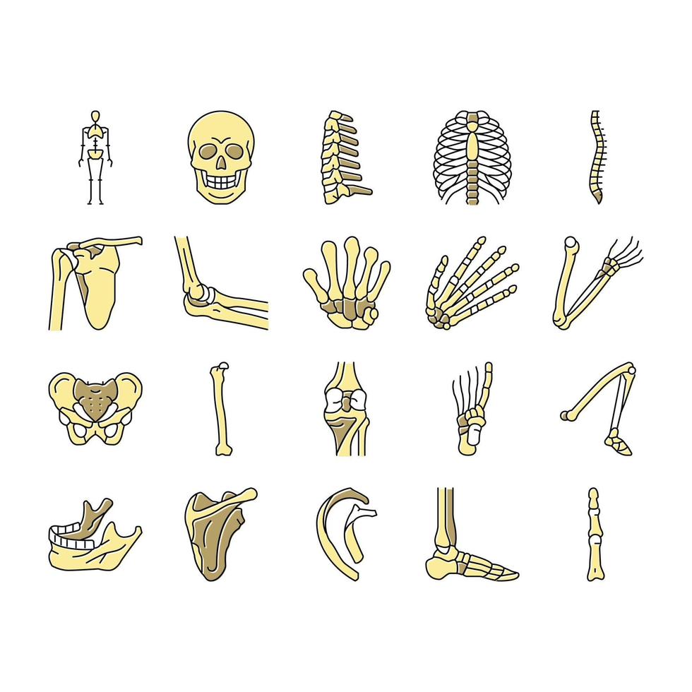 Bone Human Skeleton Structure Icons Set Vector