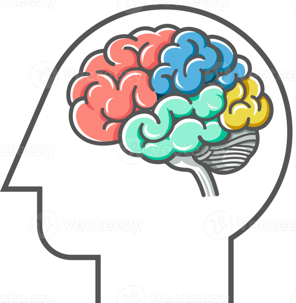 diagrama del cerebro humano png