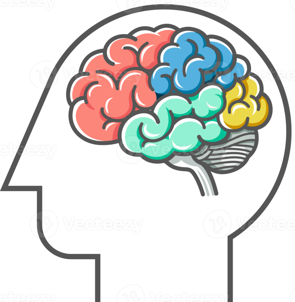 Human brain diagram png