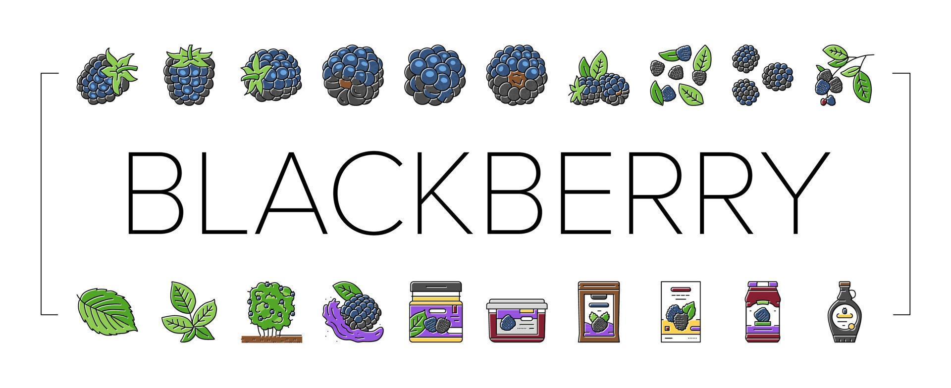 blackberry fruit berry iconos de alimentos negros establecer vector