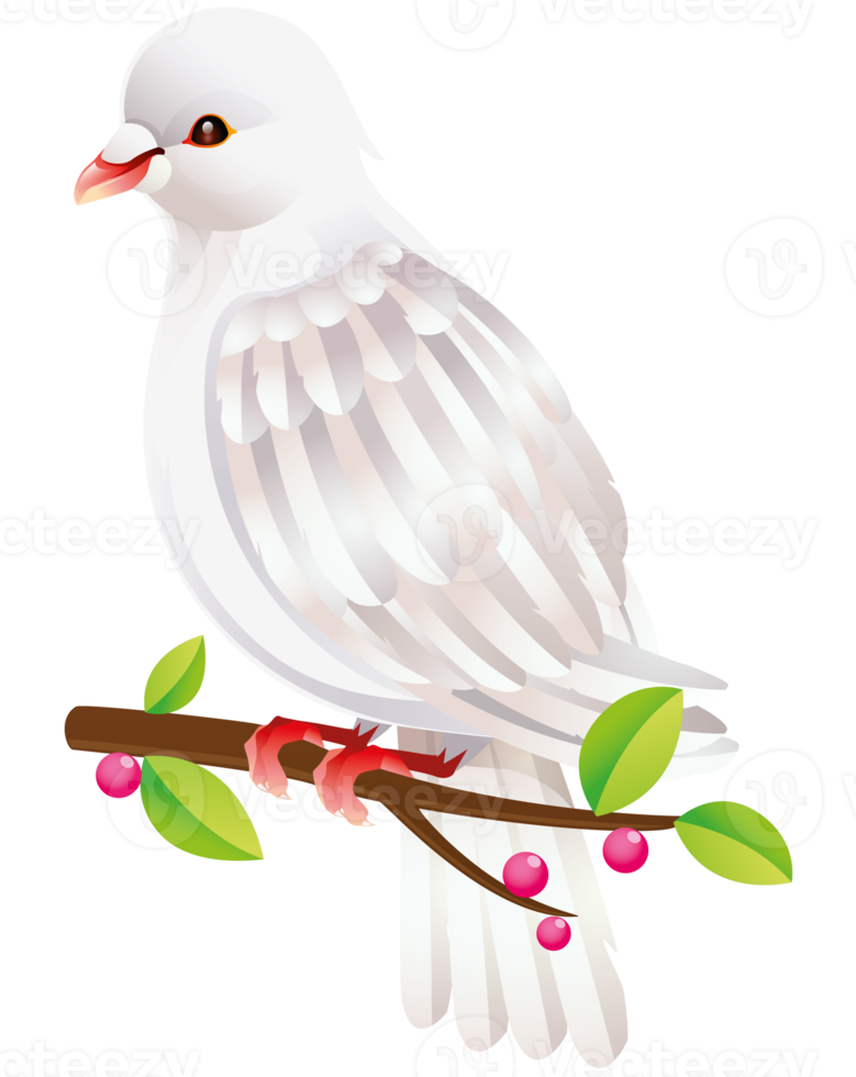 White dove illustrations png