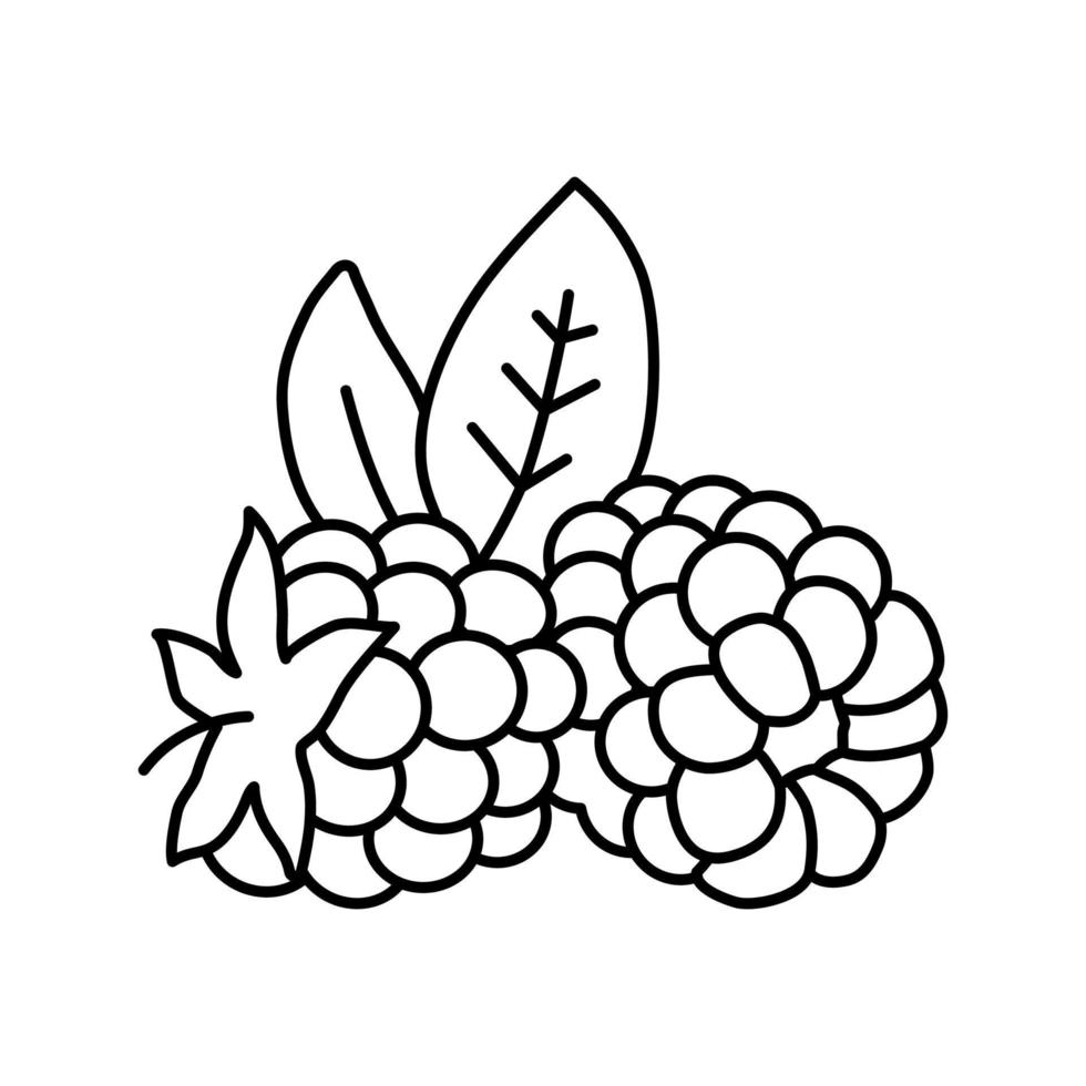 ripe blackberry leaf line icon vector illustration
