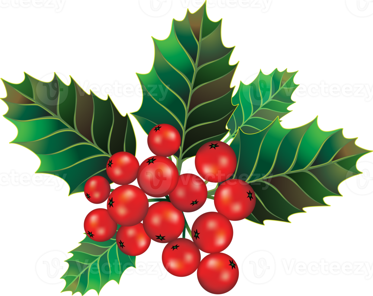 Beautiful holly christmas branch and berry png