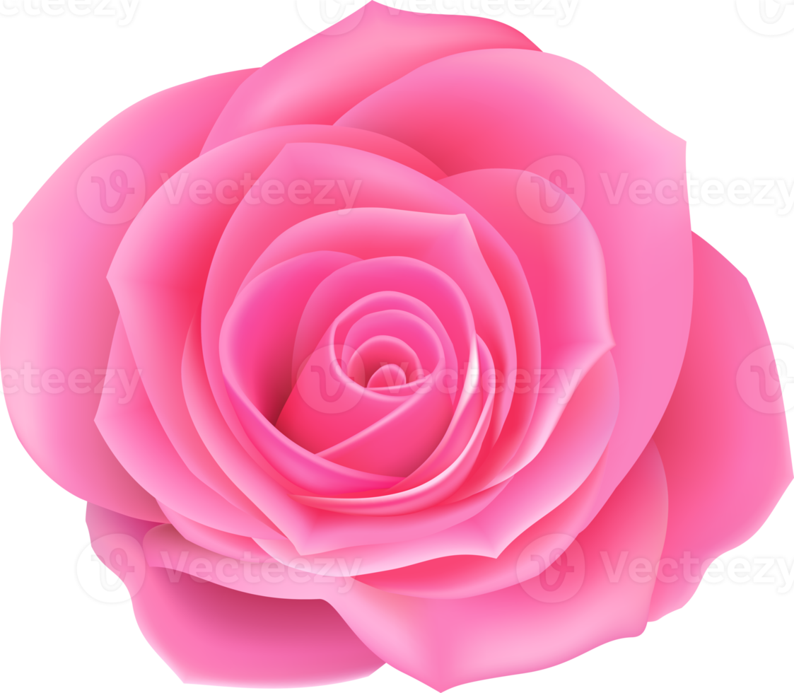 rose flower illustration png