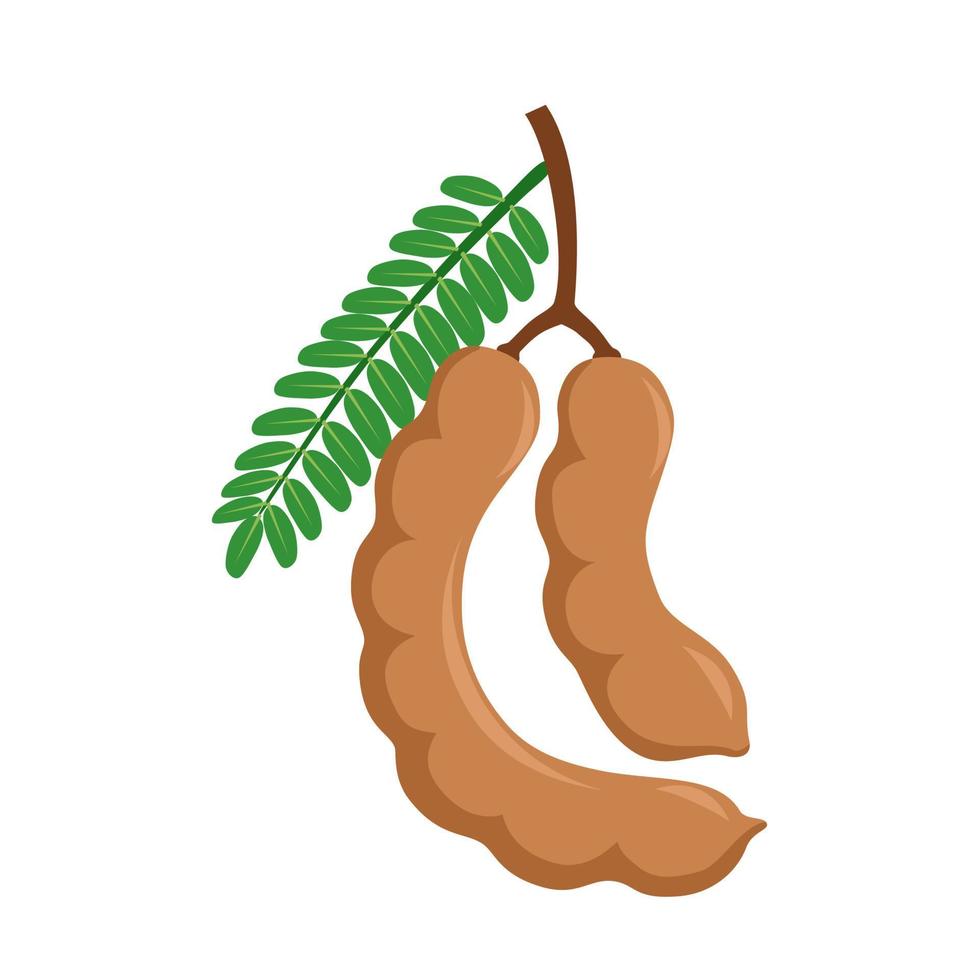 Vector illustration of tamarind or tamarindus indica, with green leaves, isolated on white background.