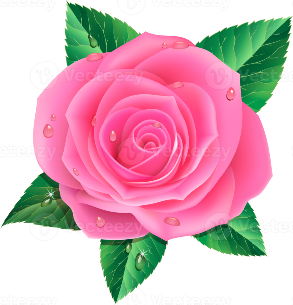 rose flower illustration png