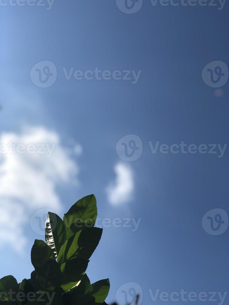 photo of a leaf with a clear blue cloudy sky