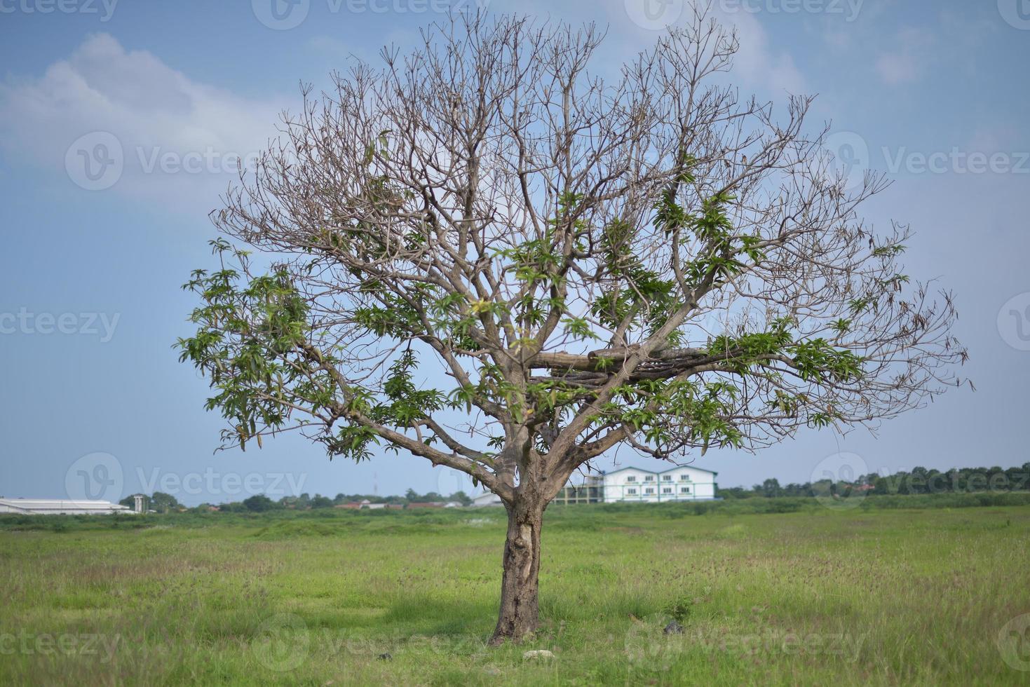 a tree that almost died in the middle of a rice field photo