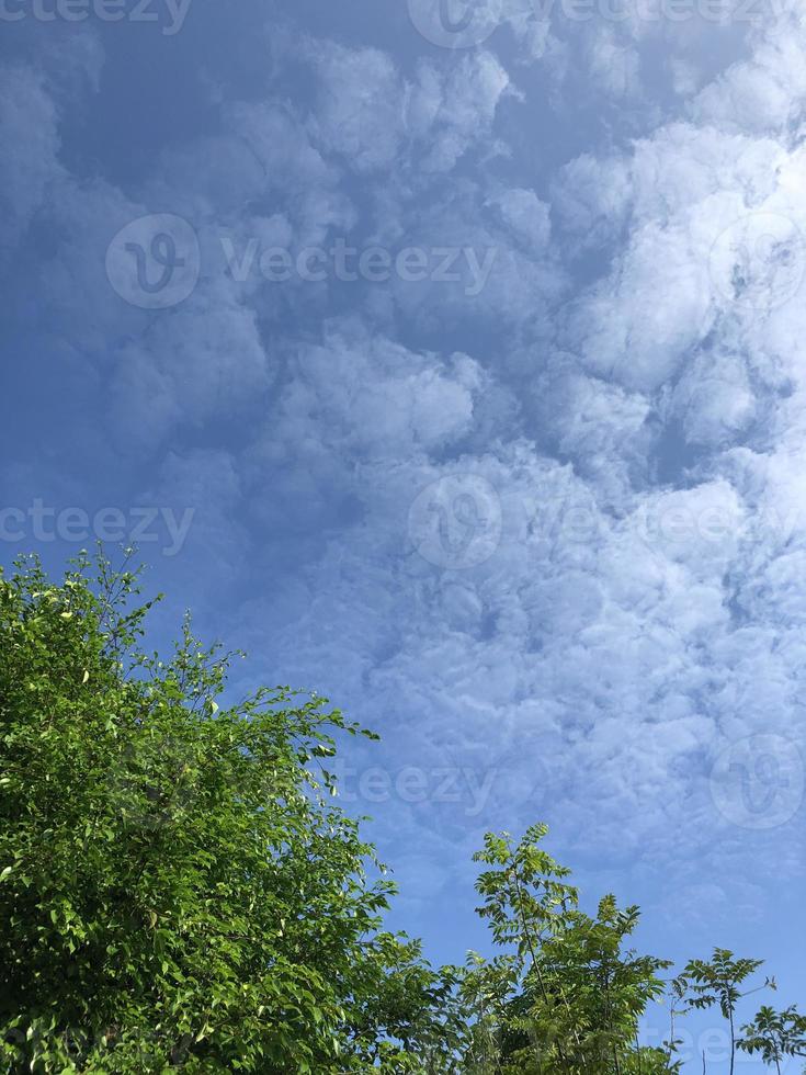 trees with very sunny cloudy weather photo