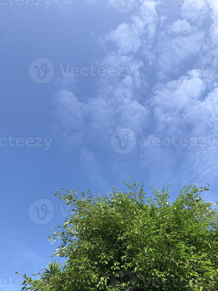 trees with very sunny cloudy weather photo