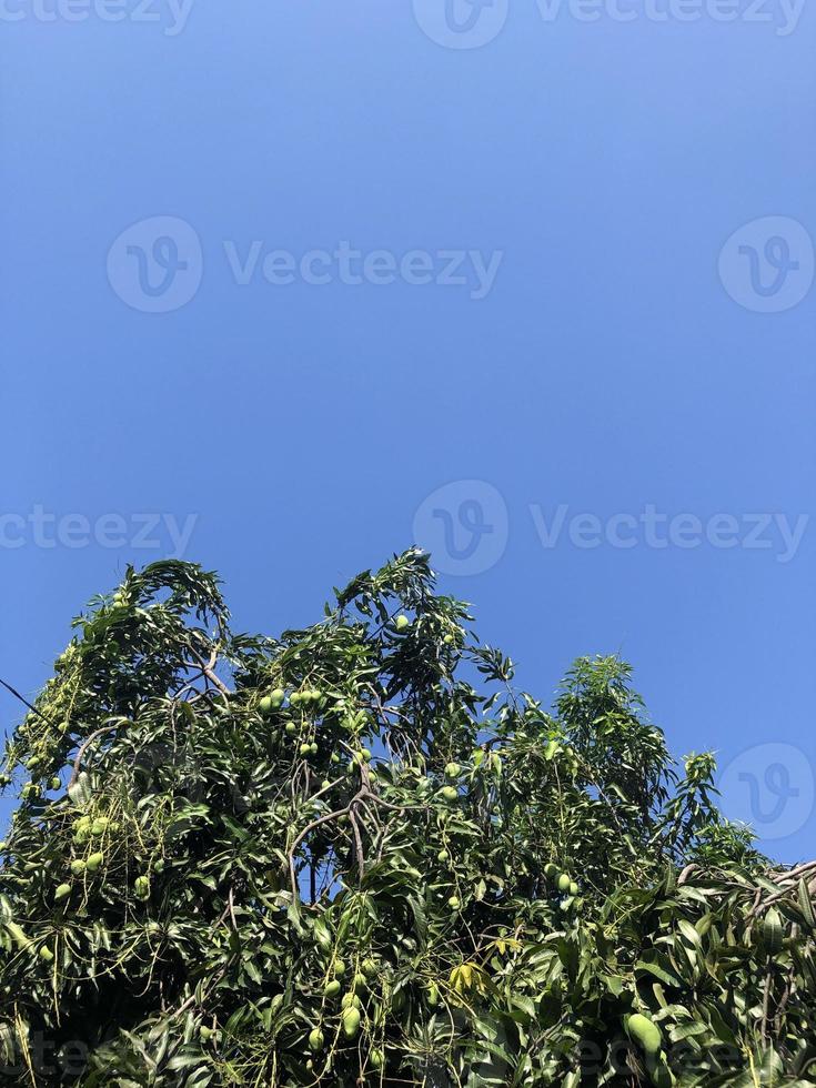 Tree with skyblue photo