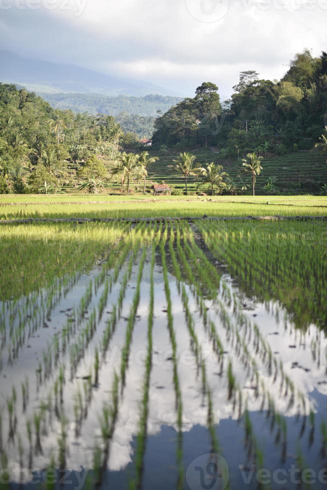 view of freshly planted rice fields photo