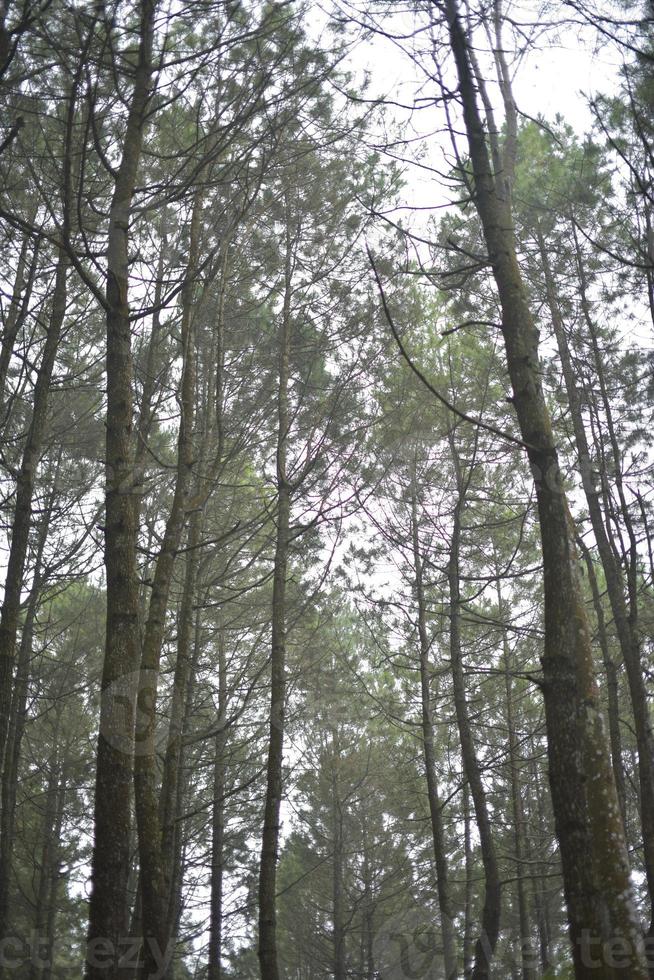 pine forests in the mountains are very pretty photo