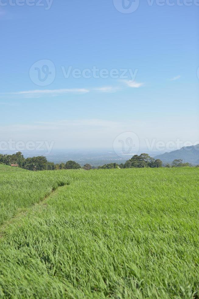 photo of the view of the rice fields on the mountain
