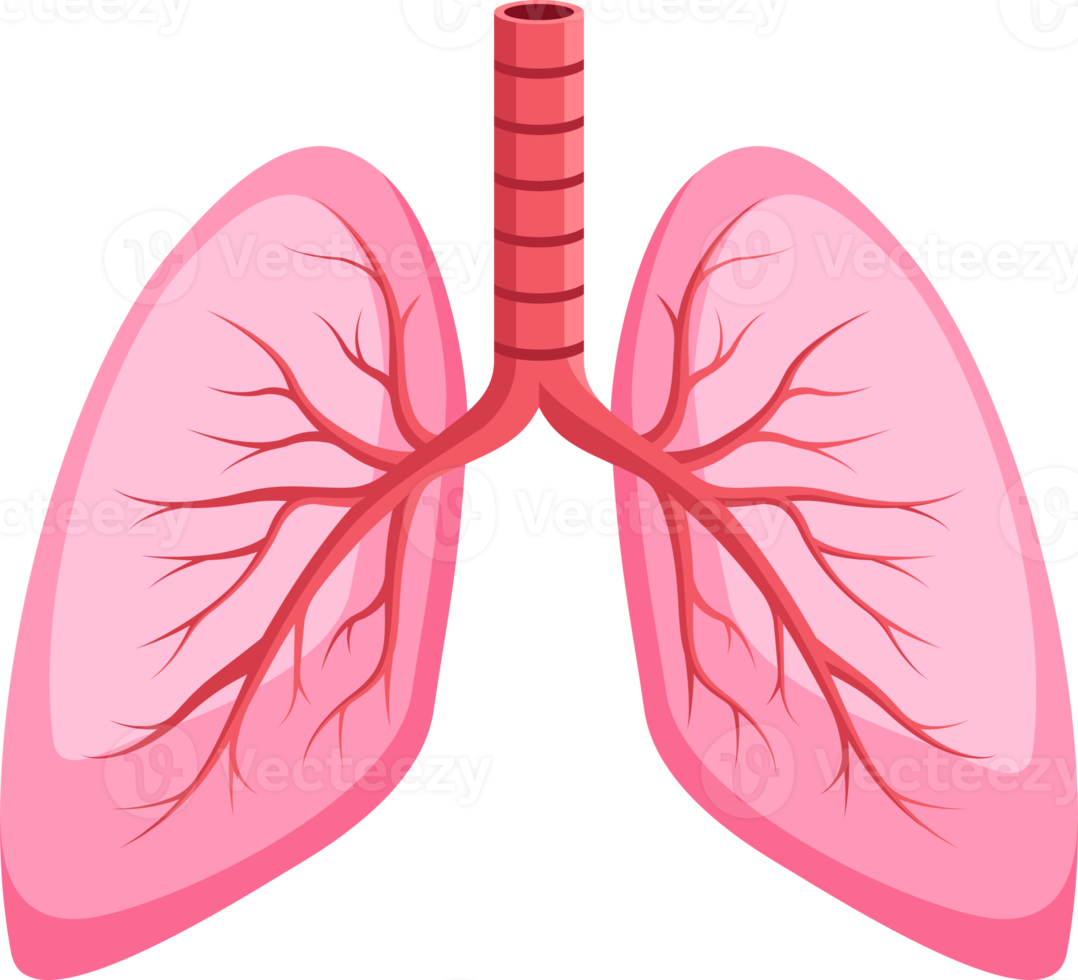 lungs symbol icon png