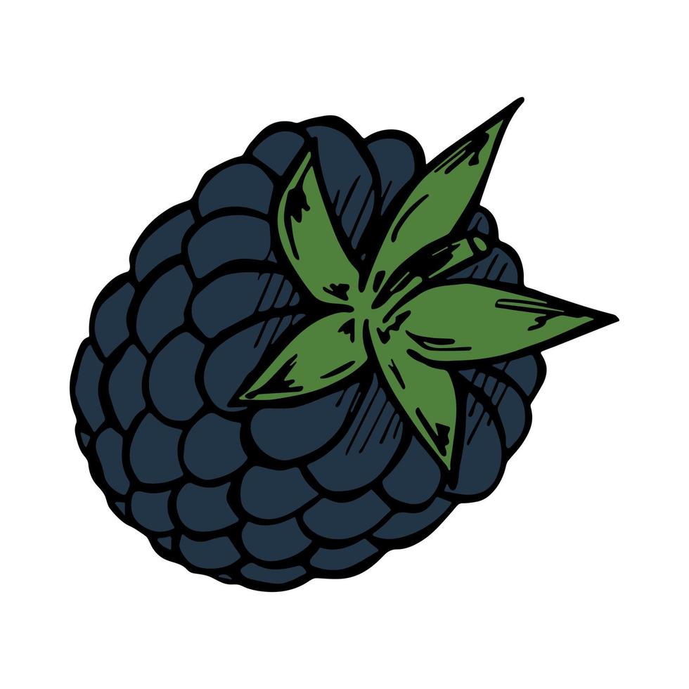 Vector blackberry clipart. Hand drawn berry icon. Fruit illustration. For print, web, design, decor, logo.