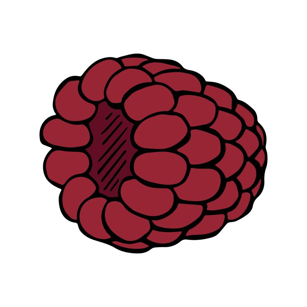 Vector raspberry clipart. Hand drawn berry icon. Fruit illustration. For print, web, design, decor, logo.