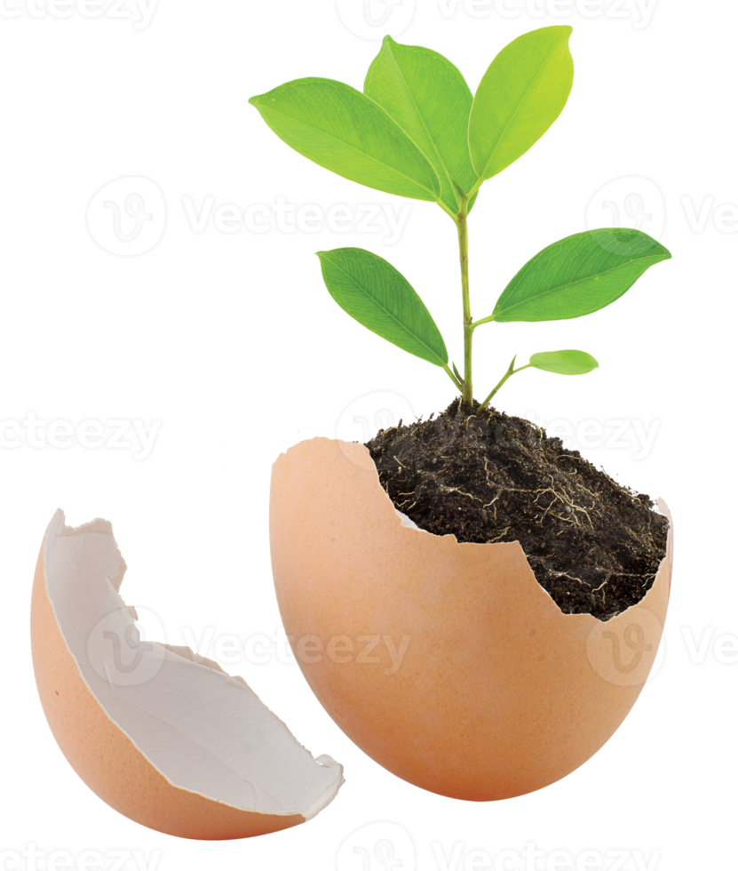 Young Green Plant with Soil in eggshell png
